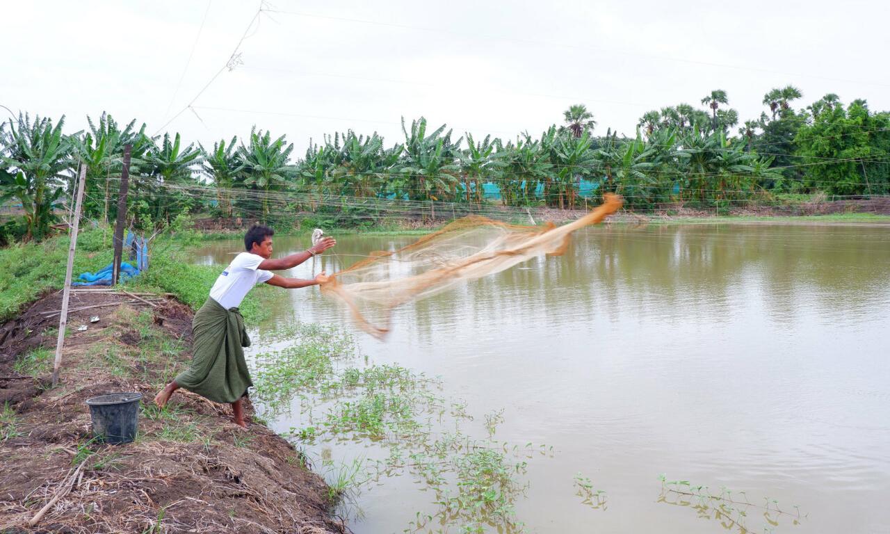 Sustained Interventions Boost Aquaculture and Nutrition in Myanmar