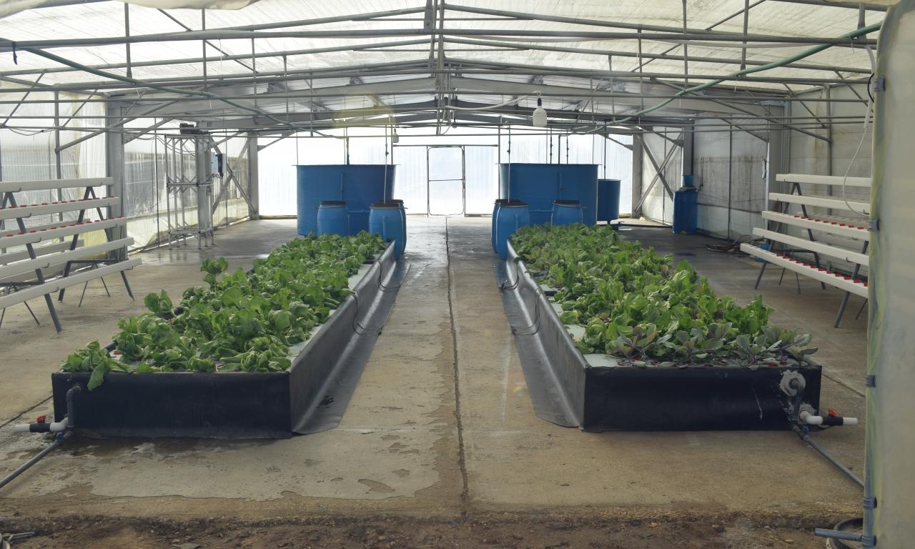 Solar Powered Aquaponics in Egypt 