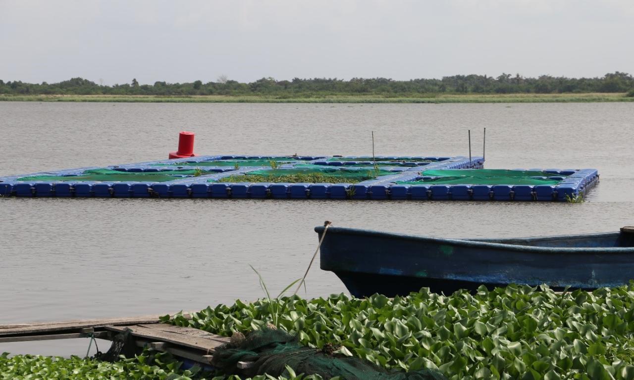 Water hyacinth menace at Orisha Farms, operated by Chukwuma Daniel, in Badagry, Lagos State, Nigeria