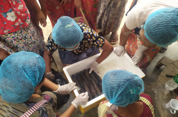 WorldFish co-developed science-driven policies that are securing sustainable livelihoods and nourishment for millions in Myanmar.