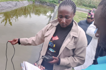 Mercy Matuma Hamisi sampling data of Jipe Tilapia (Oreochromis jipe), an endangered fish, for her master's program at Lake Jipe in Kenya. Photo taken by Cidee khaseke and Finnan Ageng'o, WorldFish.